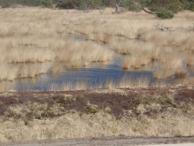 Die Wiedervernässung im Dalumer und Wietmarscher Moor macht sichtbare Fortschritte. Foto: Ludger Jungeblut Die Wiedervernässung im Dalumer und Wietmarscher Moor macht sichtbare Fortschritte. Foto: Ludger Jungeblut
