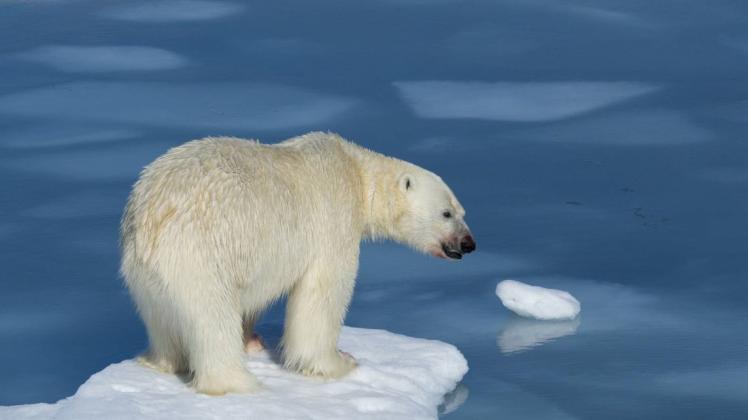 Ein Eisbär sitzt auf einer Eisscholle. Symbolbild: imago images/robertharding