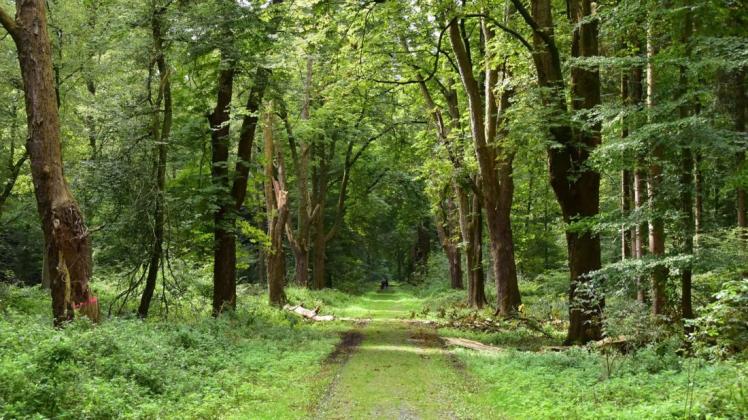 Hasbruch: Erneut ist im Waldgebiet ein merkwürdiges Hinweisschild aufgetaucht, das eine Verringerung des Baumbestands ankündigt. Hasbruch: Erneut ist im Waldgebiet ein merkwürdiges Hinweisschild aufgetaucht, das eine Verringerung des Baumbestands ankündigt.