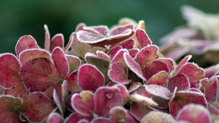 Wie übersteht die Hortensie den Winter? Mit ein paar einfachen Tipps blüht die Pflanze auch im kommenden Sommer wieder farbenfroh.