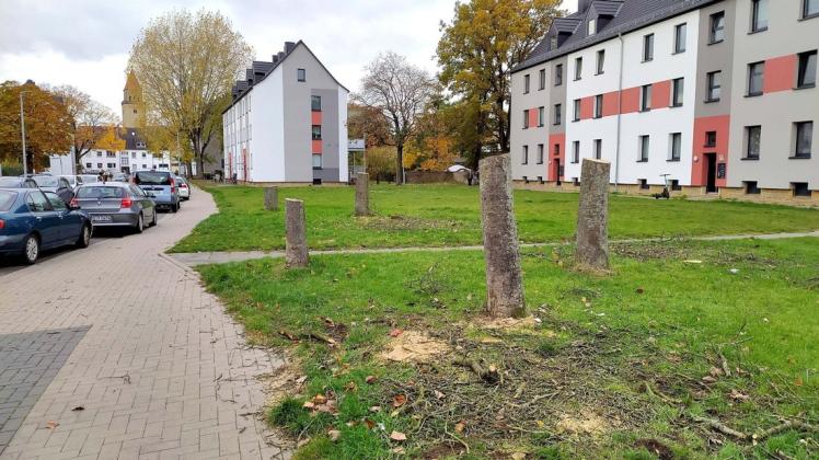 Von den fünf Bäumen an der Ertmannstraße im Osnabrücker Stadtteil Schölerberg ist nicht mehr viel übrig. Dort sollen etwa 20 neue Bäume gepflanzt werden.