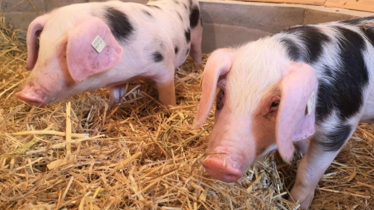 Fühlen sich wohl im Güstrower Wildpark: die beiden Neulinge Helga und Marianne. Die Ferkel gehören zu einer gefährdeten Schweinerasse.