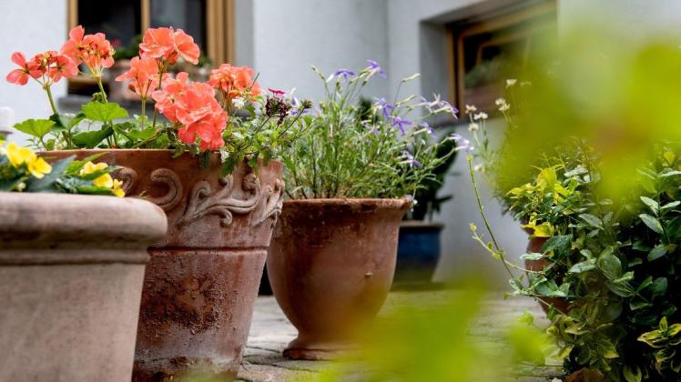 Topfpflanzen machen sich gut auf dem Balkon oder der Terrasse. Doch zum Überwintern ist es ihnen dort oft zu kalt.