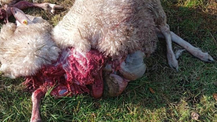Eines der getöteten Tiere in Kaarßen.