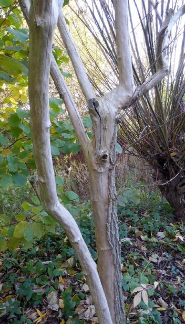 Naturschützer gibt Tipps: So überleben Tiere den Winter im Garten