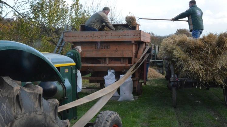 Volker Lenz und Henrik Sommer bedienen die alte Dreschmaschine, die in ihrem leben wohl schon viele Tonnen Getreide gedroschen hat.
