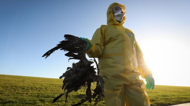 Ein Bild aus dem Frühjahr 2021: In Schleswig-Holstein werden Vogelkadaver eingesammelt. Die Tiere sind an der Vogelgrippe verendet. Der nächste Seuchenzug hat längst begonnen.