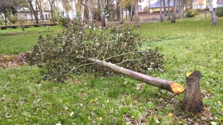 So fand ein Mitarbeiter des Amts Rehna die illegal abgeholzte Erle am vergangenen Freitagnachmittag im Heinrich-Sternberg-Park vor.