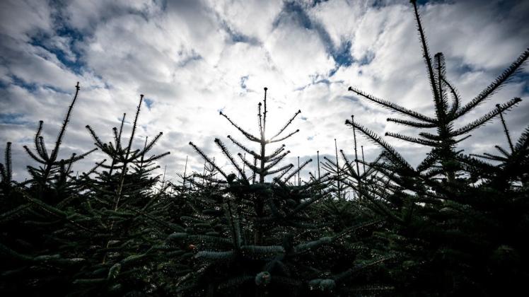 Nordmanntannen stehen beim offiziellen Start in die Weihnachtsbaumsaison auf einem Feld.