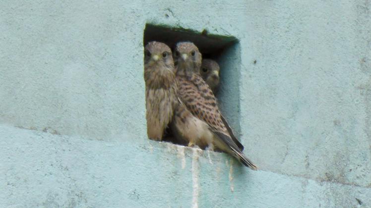 Im Artenschutzturm in Röggelin brütete in diesem Jahr ein Turmfalkenpaar und zog vier Jungvögel groß.