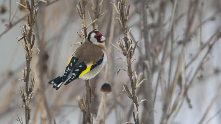 Heimische Vögel im Garten Vogelfreundliche Bepflanzung SHZ