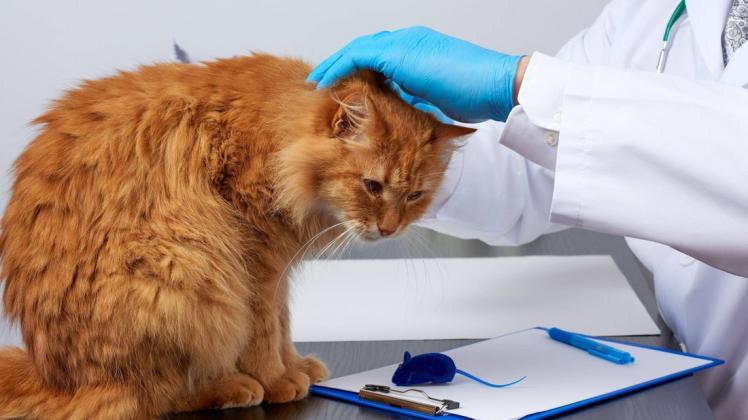 Tierärzte in Lotte sehen derzeit kein vermehrtes Auftreten der Katzenseuche. Sie empfehlen allerdings die Impfung gegen die tödliche Viruserkrankung, insbesondere für Freigänger-Katzen.