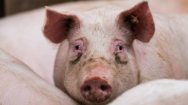 Afrikanische Schweinepest nun auch in MV angekommen.