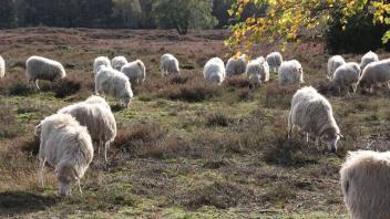 Rund 100 Moorschnucken und einige Ziegen fressen während der Herbstbeweidung Gräser ab, damit die Heide auf dem Pestruper Gräberfeld erhalten bleibt.