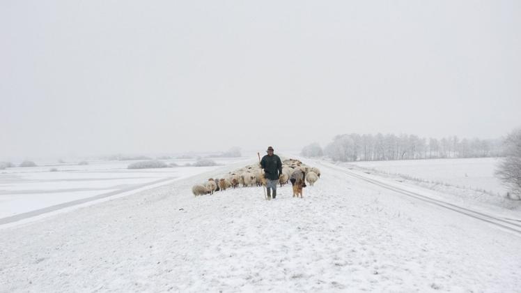 Die schönen Seiten des Winters 2010 im nördlichen Emsland: Ein Schäfer stapft mit Herde und Hund durch den Rheder Brook.