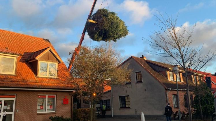 Sicher am Haken: Mit Hilfe eines Kran wurde der Weihnachtsbaum über das Dach eines Wohnhauses befördert.