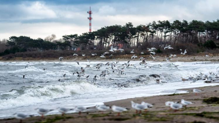 Rostocks Natur und Umwelt hat viele Seiten. Klimaschützern und Stadt liegt viel daran, diese zu schützen. Doch nicht immer ging das in diesem Jahr Hand in Hand.