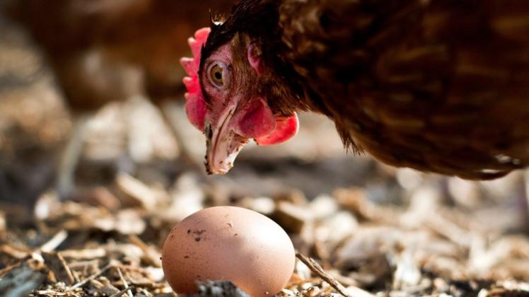 Eine Henne mit einem Ei: Im Supermarkt werden Eier derzeit häufig mit dem Verzicht aufs Kükentöten beworben. Recherchen zeigen: So ganz stimmt das nicht.
