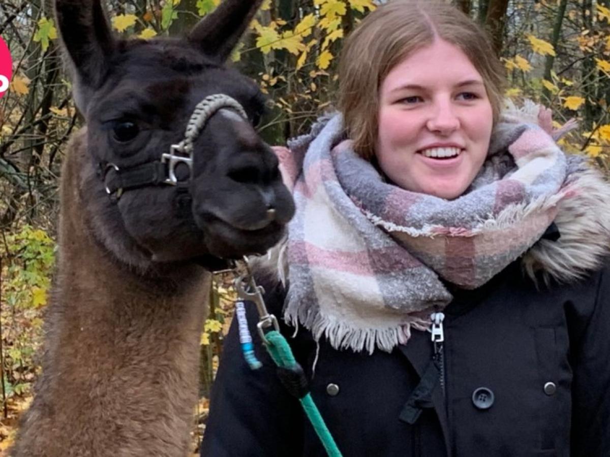 Wanderung mit Alpakas und Lamas in Westoverledingen NOZ