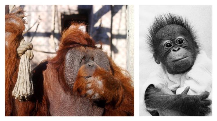 Fast ein halbes Jahrhundert liegt zwischen diesen Aufnahmen: Buschi als ausgewachsener Orang-Utan im Oktober 2018 sowie als wenige Wochen altes Affenbaby im Januar 1972.