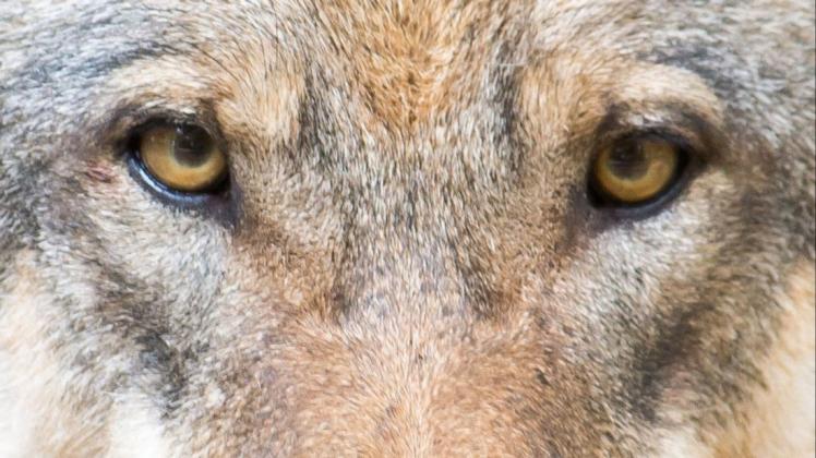 Der Wolf sorgte in der Vergangenheit auch im Emsland für erhebliche Diskussionen. Die Grünen wollen darüber jetzt diskutieren. Der Wolf sorgte 2021 im Emsland für erhebliche Diskussionen.