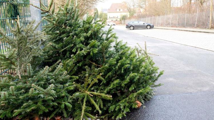 Zur Abholung bereit: Ausgediente Weihnachtsbäume werden an die Straße gestellt, damit freiwillige Helfer sie einsammeln können. (Archivfoto)