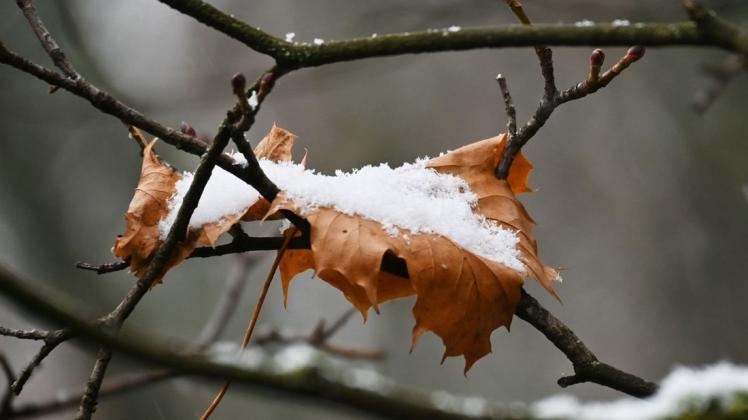 Bereits am Freitag brachte der nahende Winter etwas Schnee im Bayerischen Wald und an den Alpen. Hier ein Blatt im Englischen Garten in München.