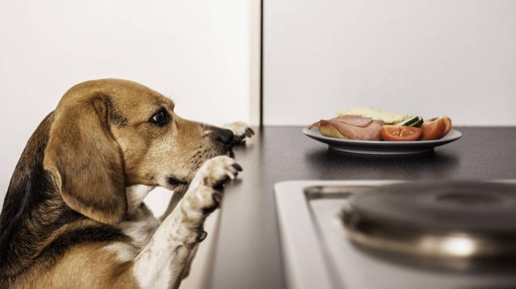 Beagle bettelt in der Küche iblapg03780384 jpg Hundebesitzer sollten gut aufpassen, welche Lebensmittel sie unbeaufsichtigt liegen lassen.