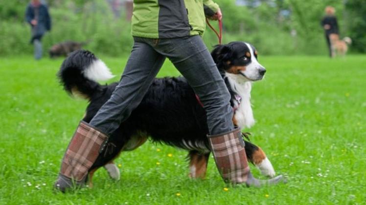 Teilnehmer einer Ausbildung zum Hundeführerschein führen ihren Hund an der Leine.