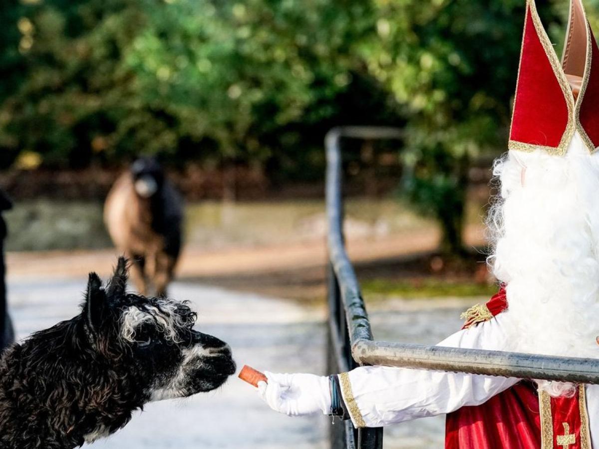 Weihnachtsbesuch bei Alpakas im Tierpark | SHZ