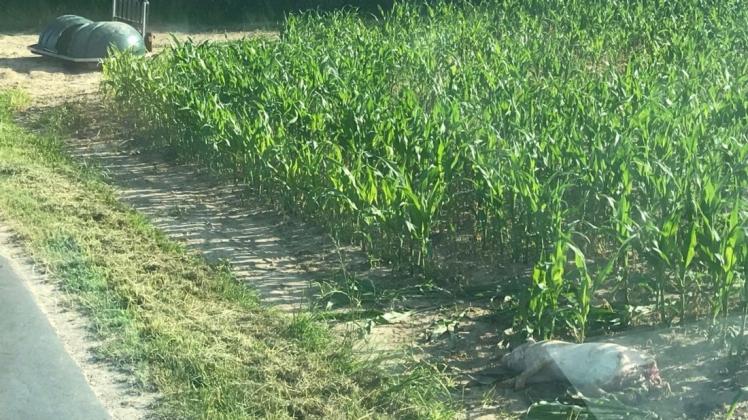 Die Kadaverkiste des Hofs steht offenbar seit Jahren 200 Meter entfernt vom Hof an einem Straßenrand. Das Foto aus dem Sommer 2018 wurde uns von jemandem zur Verfügung gestellt, der namentlich nicht genannt werden will. Es zeigt ein mehrere Meter entfernt liegendes verendetes Schwein. Die Kadaverkiste des Hofs steht offenbar seit Jahren 200 Meter entfernt vom Hof an einem Straßenrand. Das Foto aus dem Sommer 2018 wurde uns von jemandem zur Verfügung gestellt, der namentlich nicht genannt werden will. Es zeigt ein mehrere Meter entfernt liegendes verendetes Schwein.