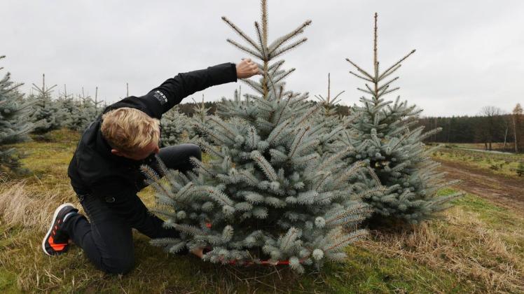 Sich einen Weihnachtsbaum selbst auszusuchen, ist für viele Familien Tradition.
