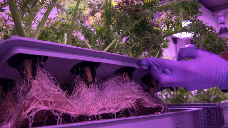 Luftwurzeln von Salatpflanzen, wie sie im Gewächshaus "EDEN ISS" in der Antarktis wachsen.