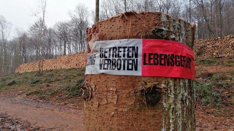 Enorme Menge Holz werden seit Monaten im Wiehengebirge geschlagen. Die Fichtenbestände sind krank.