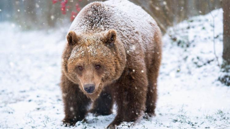 Bärin Ida stapft durch den Schnee im Bärenwald Müritz. Die Besucher können bei einer Führung mehr über die Winterruhe der Tiere erfahren.