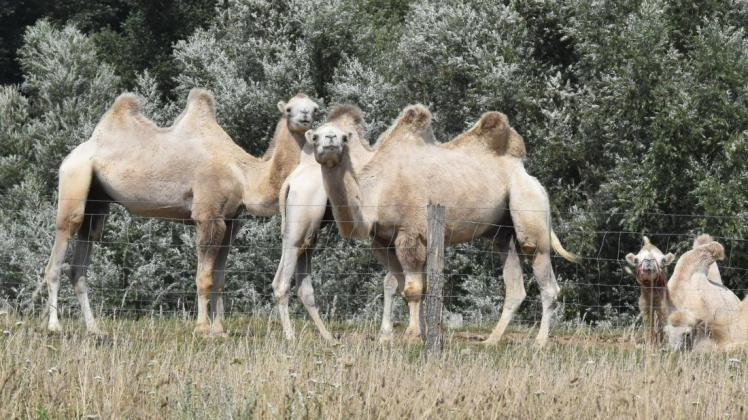 Kamele haben in Sternberger Burg über Jahre für Aufmerksamkeit gesorgt. Jetzt sind sie wie auch die vielen anderen Tiere verschwunden. Die Betreiber des Kamelhofs mussten aufgeben.