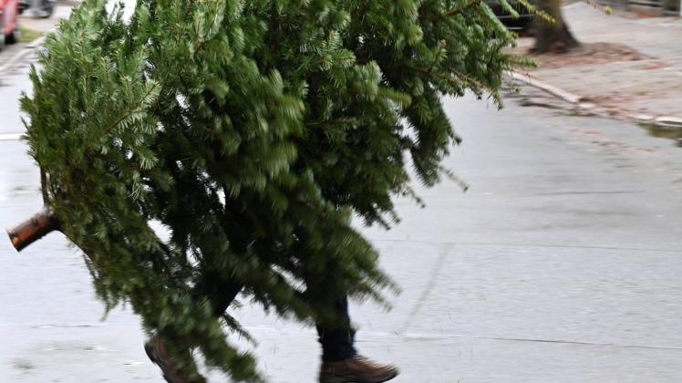 Weihnachtsbaumabholung- ein Mann bringt seinen alten Weihnachtsbaum zum Straßenrand, damit die BSR ihn dann abholt. Wich In Dissen findet am 8. Januar eine Tannenbaum-Sammelaktion der DLRG und der CDU statt.