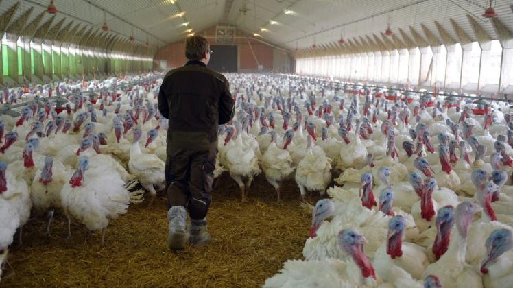 Ein Landwirt im Putenstall: Entsprechende Betriebe sind immer wieder von der Vogelgrippe betroffen. Bedeutet das mittelfristig das Aus der Putenhaltung?