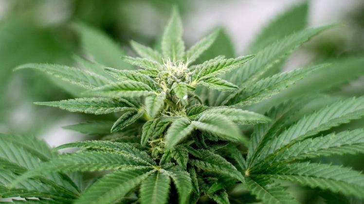 Cannabispflanze: Bei einer Silvesterparty muss nach der Einnahme von Haschkeksen der Notruf gewählt werden.
