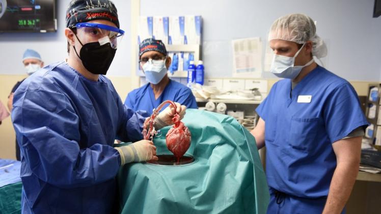 Medizin-Sensation in den USA: Ärzte haben einem Menschen erstmals ein Schweineherz transplantiert.