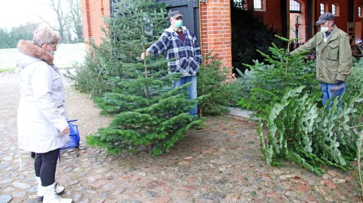 Jedes Jahr holt sich Angelika Steinhagen ihren Weihnachtsbaum mit dem Handwagen am Marstall des Gutes Trechow ab. Nur kurz hat sie die Qual der Wahl.