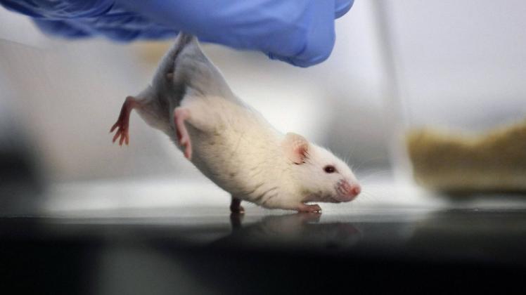 In der biomedizinischen Forschung spielen Tierversuche nach wie vor eine wichtige Rolle. (Symbolfoto)