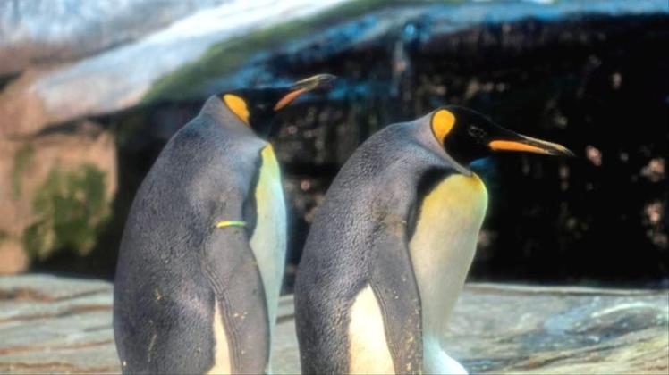 Die schwulen Königspinguine Skipper und Ping in ihrem Gehege im Zoo. Die beiden Pinguin-Männer verhielten sich wie vorbildliche Eltern und wärmten das Ei abwechselnd in ihrer Bauchfalte, sagte der Zoosprecher. 
