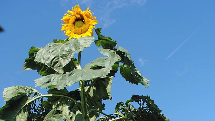 Die Sonnenblume von Walter Kuhn ist 3,45 Meter hoch.
