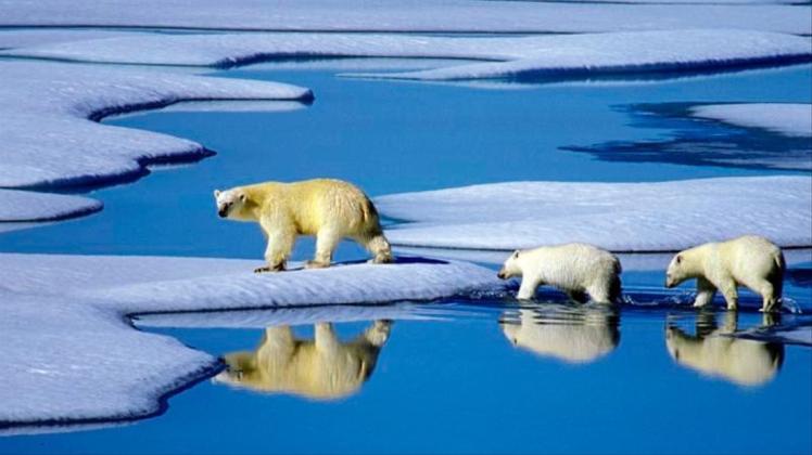 Eine Eisbärenmutter läuft mit ihren Jungen auf Futtersuche über Eisschollen im Gebiet der Nordwest-Passage in Kanada. 