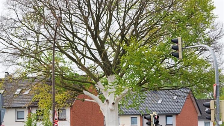 Ein Teil des vergifteten Baumes an der Stedinger Straße/ Ecke Nordstraße treibt wieder aus. Ein Teil des vergifteten Baumes an der Stedinger Straße/ Ecke Nordstraße treibt wieder aus.