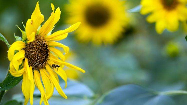 Sonnenblumen können eine beachtliche Höhe erreichen. Wie hoch hinaus geht es im Raum Neumünster?