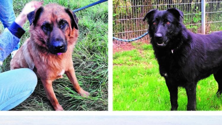 Diese beiden Hunde suchen ihren Besitzer. Derzeit sind sie im Tierheim Malchow untergebracht.