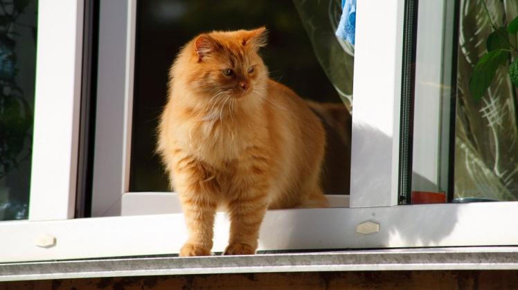 Welchen zweck haben Fensterbretter, wenn sich keine Katze darauf sonnen kann?