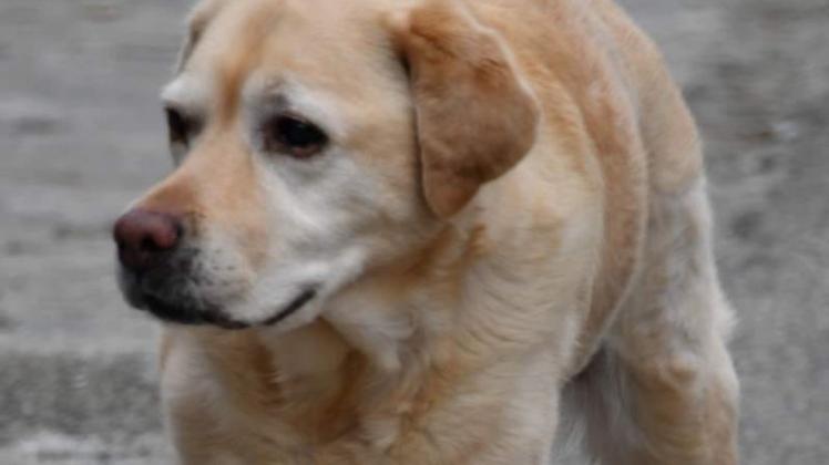 "Verfressen und verspielt" auf der Suche nach Verlässlichkeit: Labradorhündin Luna sucht ein liebevolles Zuhause.